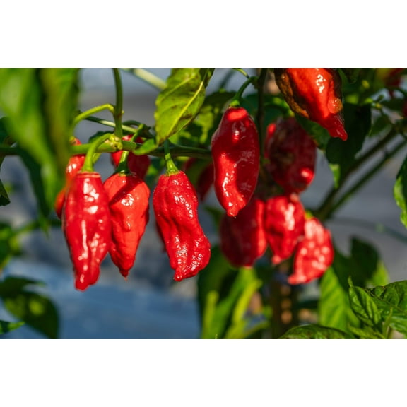 20 Seeds GHOST PEPPER SEEDS Blazing Hot Naga Bhut Jolokia Cobra Chili Vegetable Seeds