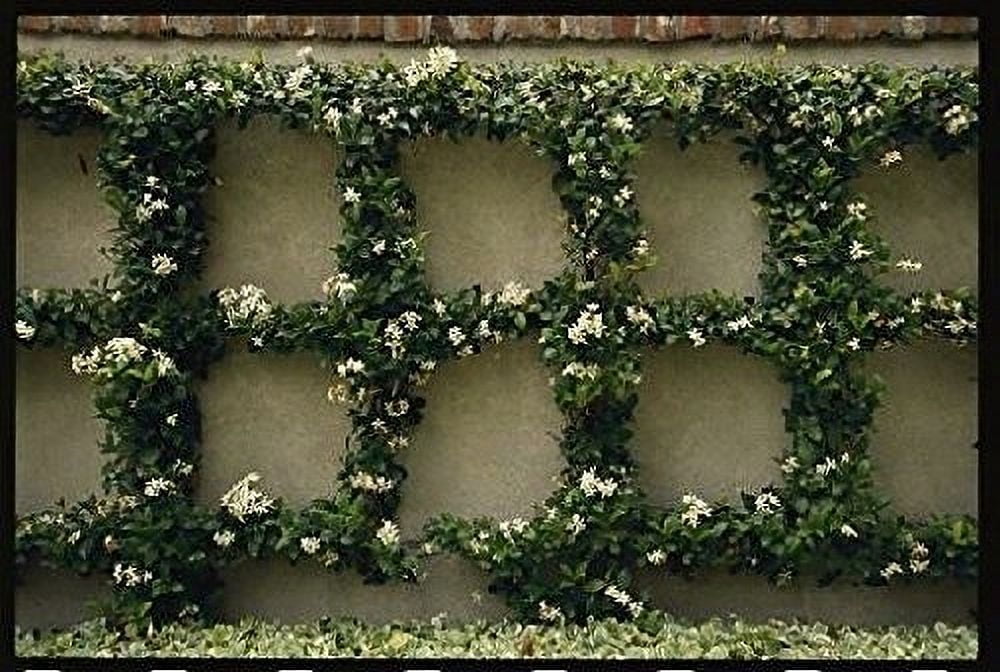 Jasmine Confederate  10 Live Plants  Trachelospermum Jasminoides  Fragrant Easy to Grow Vine Showy Blooms