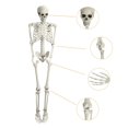 thumbnail image 3 of Halloween Skeleton, 5.4FT Life Size Realistic Human Bones with Joints Pose Prop Decoration for Party or Graveyard, 3 of 9