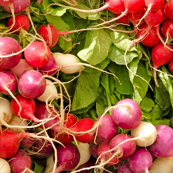 Radish Garden Seeds - Crayon Colors Mix - 25 Lb - Non-GMO, Heirloom Vegetable Gardening & Microgreens - Raphanus sativus