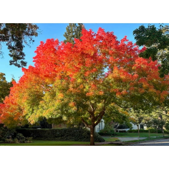 Set 2 Chinese Pistache Tree Seedling Bare Roots and No Leaves for Planting,  1 to 2ft Tall-Dormant in Winter - No Ship PR, HI, AK