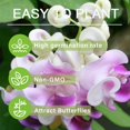 20+ Corkscrew Vine Flower MMF7 Seeds for Planting Outdoors Perennial