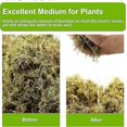 thumbnail image 3 of Musgo de bosque seco de 3 cuartos de galón: ideal para plantas de orquídeas en macetas, musgo de terrario, musgo de reptiles: totalmente natural, fresco con olor a bosque., 3 of 5