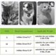 thumbnail image 4 of Creative Peach Shaped Collar for Cat, Cute Cat Headdress, Pet Cat Cosplay Makeup Cap, Pet Cartoon Co, 4 of 5