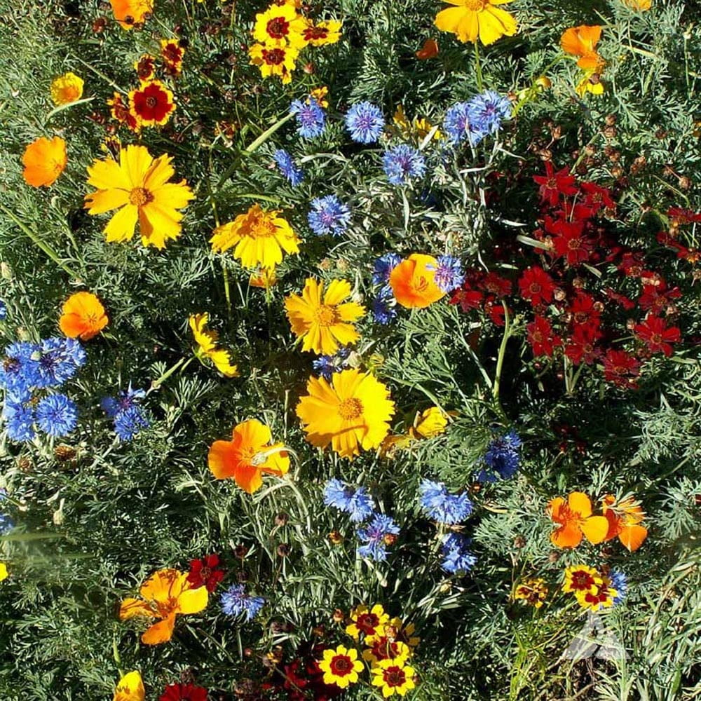 Outsidepride 1 lb. Dwarf, Short, Low Growing Wild Flower Seed Mix for All States