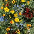 thumbnail image 3 of Outsidepride Low Grow Wild Flower Plant Seeds, Mix, 3 of 5
