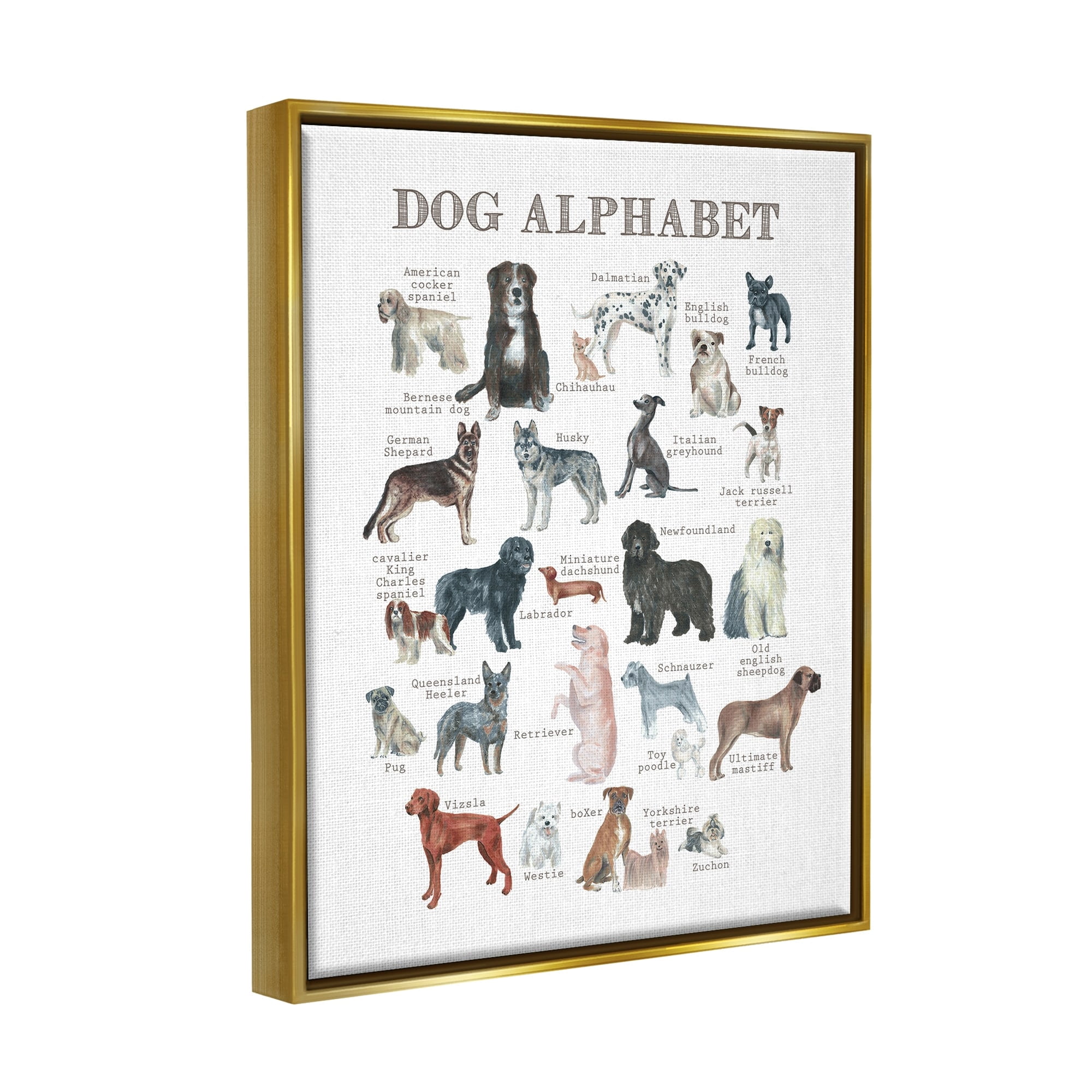 Stupell Industries Dog Alphabet Multiple Breeds Educational Animals Chart Graphic Art Metallic Gold Floating Framed Canvas Print Wall Art, Design by Dishique