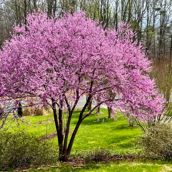 Eastern Redbud Tree Plant Live Plants from 8 to 10 Inches Tall in Quart Pot for Planting