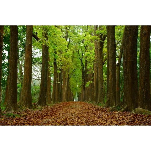 CZ Grain 5 Mahogany Tree Plant Seeds, Highly Valued Lumber