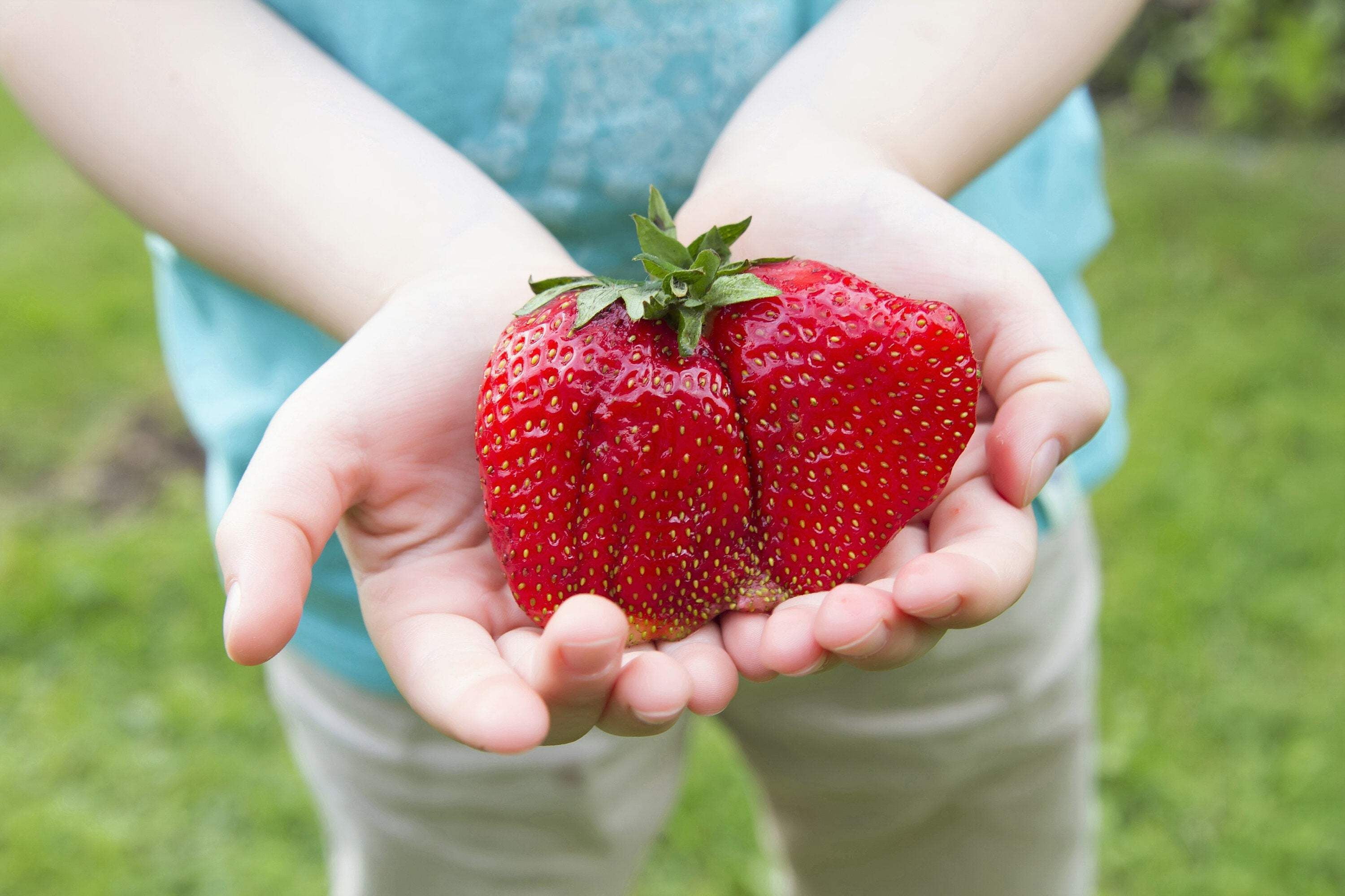 Seedville USA, Giant Strawberry Seeds, 15 Seeds, June Bearing