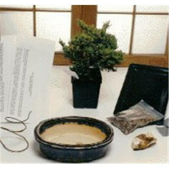 Basic Starter Kit - Juniper Procumbens - Make Your Own Bonsai Tree