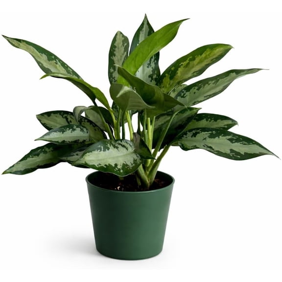 Aglaonema Silver Bay Live Indoor Plant in 6 Inch Pot, Chinese Evergreen Houseplant, Easy Care Low Light Tropical Plant for Home and Office