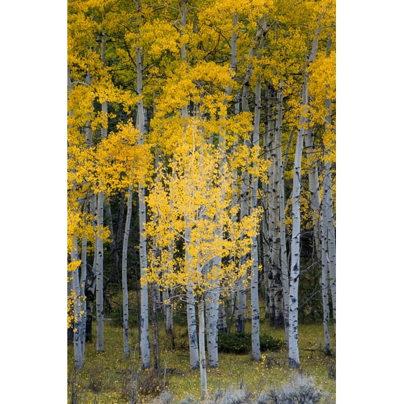 Art.com Utah. Yellow Aspen, Flaming Gorge National Recreation Area Photographic Print by Judith Zimmerman, 16" x 24"