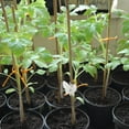 thumbnail image 4 of FENGGUIQU 10Ud Abrazaderas Claras Para De Plantas Ideales Para Y Vegetales Trepadores, 4 of 7