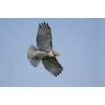 thumbnail image 2 of Perched Red-tailed Hawk Wall Mural by Wallmonkeys Peel and Stick Graphic (36 in W x 24 in H) WM225773, 2 of 4