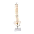 thumbnail image 2 of Modelo de , soporte de pantalla de , decoración de escritorio de enseñanza, 45 cm, modelo detallado de vertebral modelo de, 2 of 10