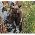 thumbnail image 2 of Aspen CUB, 550 Piece Puzzle by Puzzles That Rock, 2 of 2