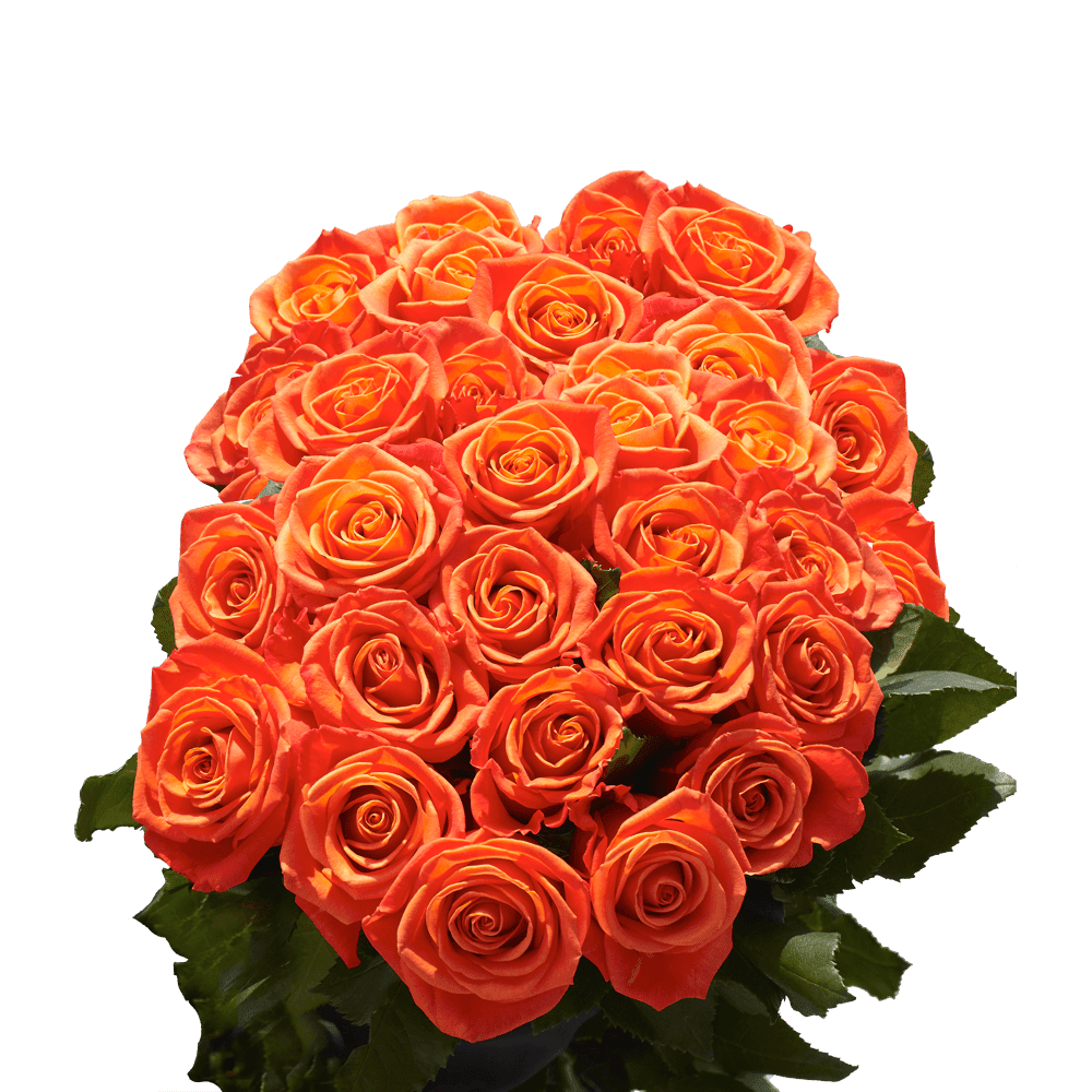 400 Assorted Orange Roses- Beautiful Fresh Cut Flowers