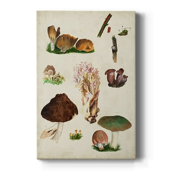 Mushroom Species IX Premium Gallery Wrapped Canvas - Ready to Hang