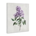 thumbnail image 2 of Stupell Industries Transitional Lilac Herb Blossoms Canvas Art, 16 x 20, by Kim Allen, 2 of 8