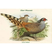 Catreus Wallachi - Cheer Pheasant-Fine Art Canvas Print (20" x 30")