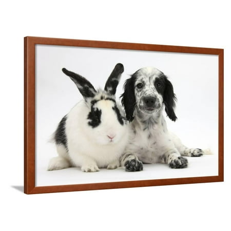 Border Collie Black And White - Black and White Border Collie X Cocker Spaniel Puppy, 11 Weeks, with Matching Rabbit Framed Print Wall Art By Mark Taylor