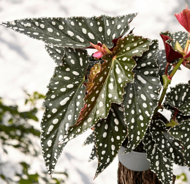 Begonia Plants Live, Rare Begonias Indoor Growing, Hanging Basket, Starter 5 to 9 Inc Tall (Maculata Angel Wing Polka Dot)