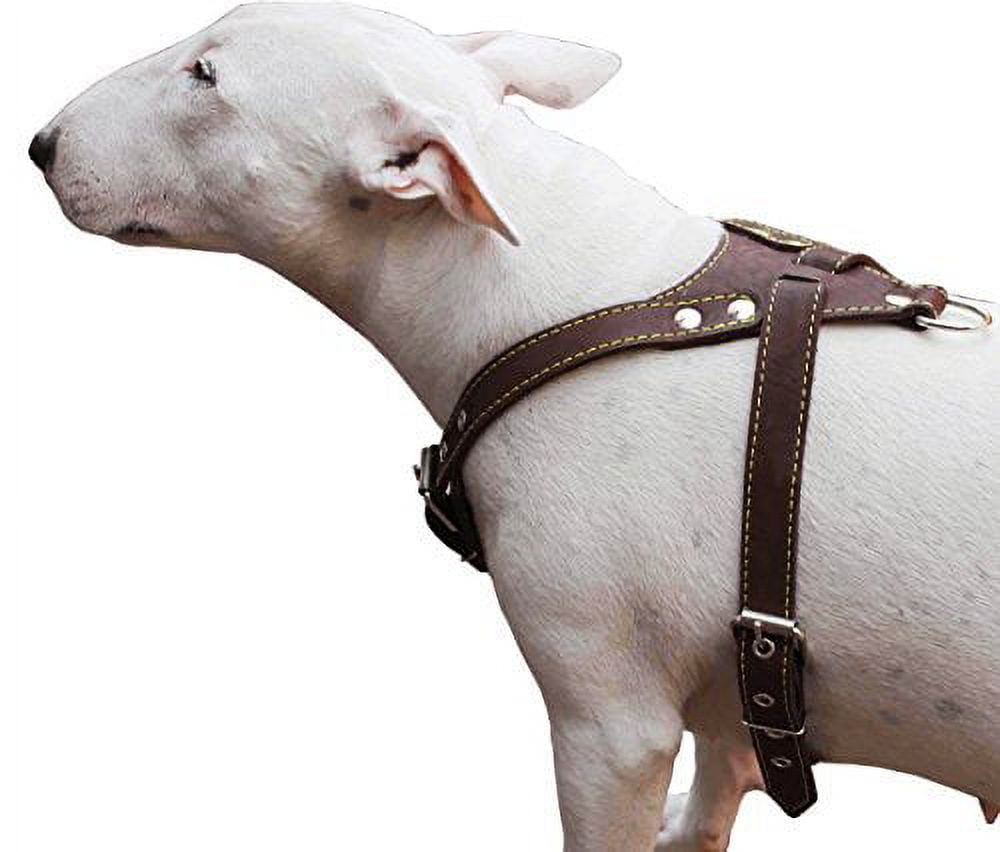 Genuine Leather Dog Harness, Medium. 25.5 inch-29 inch Chest size, 1 inch Wide, Amstaff, Pitbull, Orange