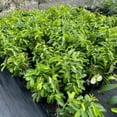 Guanabana Soursop Plant Live 1 to 2 Feet Tall in Gallon Pot, Sweet