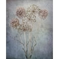 thumbnail image 2 of Jaynes Gallery 26x32 White Modern Wood Framed Museum Art Print Titled - USA-Washington State-Seabeck Allium seed heads close-up, 2 of 4
