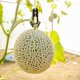thumbnail image 4 of unbranded 50Ud Gancho Para Melón Material Resistente Fácil Instalación Negro Para Jardinería Exterior, 4 of 8