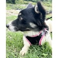 thumbnail image 3 of All Weather Mesh, Reflective, No Pull Harness for Small, Medium Dogs, Cats - Secure with Hook & Loop Fastener, Buckle - Black/Hot Pink Trim, L, 3 of 7
