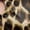 Brown Painterly Cheetah, variant on Jessica London Women's Plus Size Stretch Cotton Keyhole T-Shirt Dress