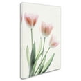 thumbnail image 2 of Trademark Fine Art 'Light and Bright Floral II' Canvas Art by Elizabeth Urquhart, 2 of 3