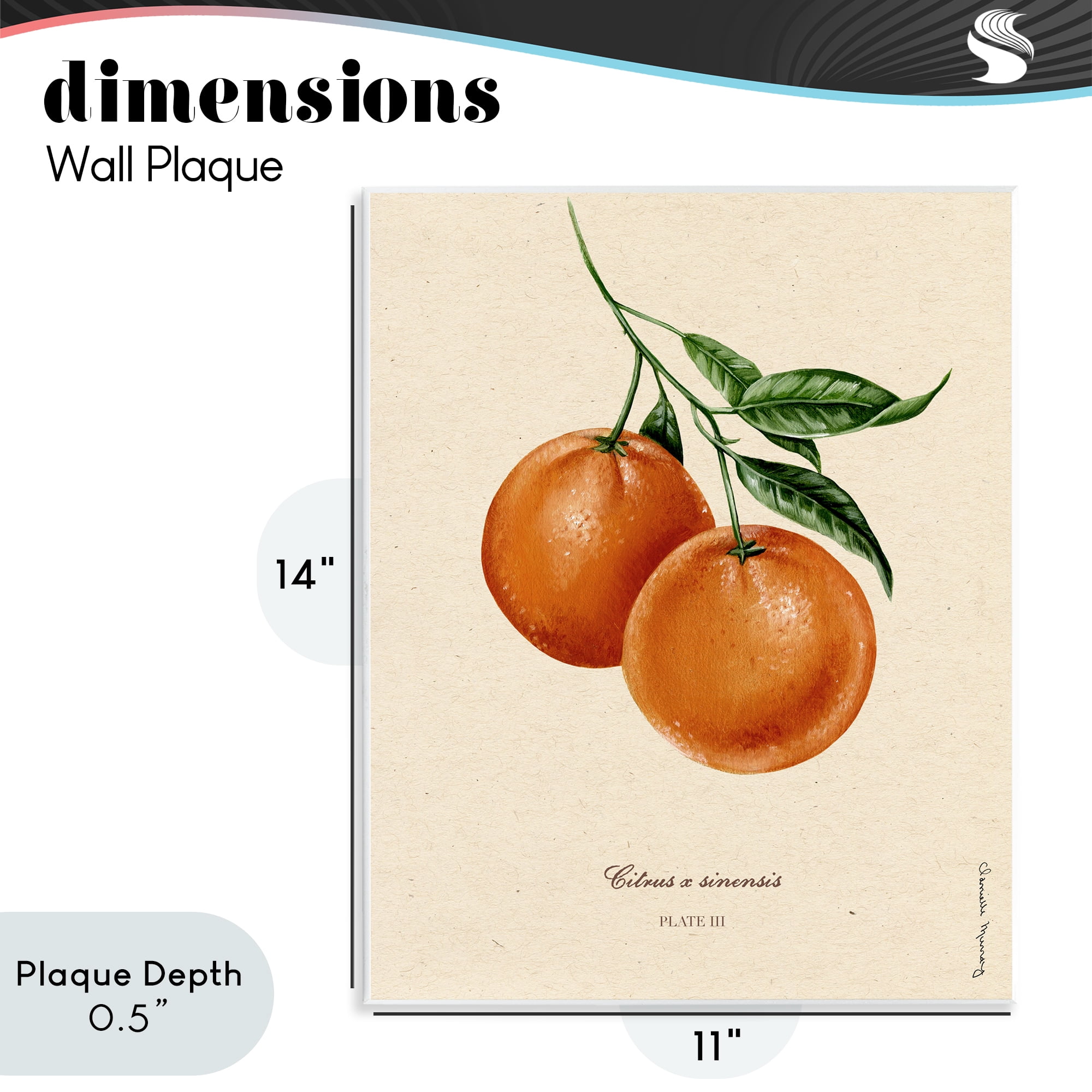 Stupell Industries Orange Fruit Portrait Wall Plaque Art, design by Danielle Murray