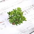 thumbnail image 5 of BalsaCircle 3 Green 7" Artificial Faux Realistic Jelly Bean Succulent Plants Off White Pots, 5 of 6