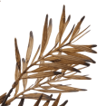 thumbnail image 2 of Bouclair Brown Wild Leaves Stem, 2 of 5