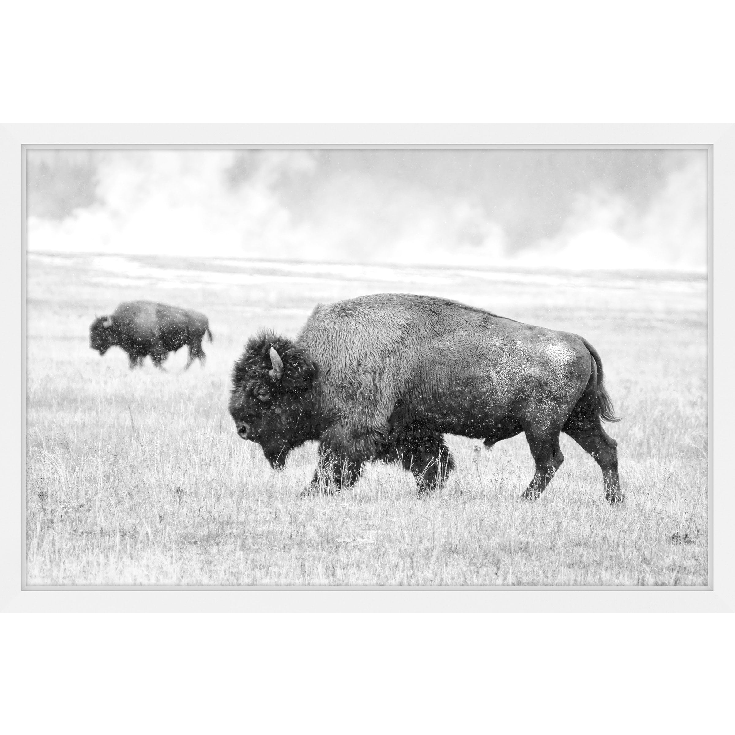 Marmont Hill "Buffalo Pair" Framed Painting Print