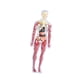 thumbnail image 5 of 19 piezas de modelo de estructura del cuerpo humano transparente, herramienta científica educativa, extraíble 3D estilo A, 5 of 7