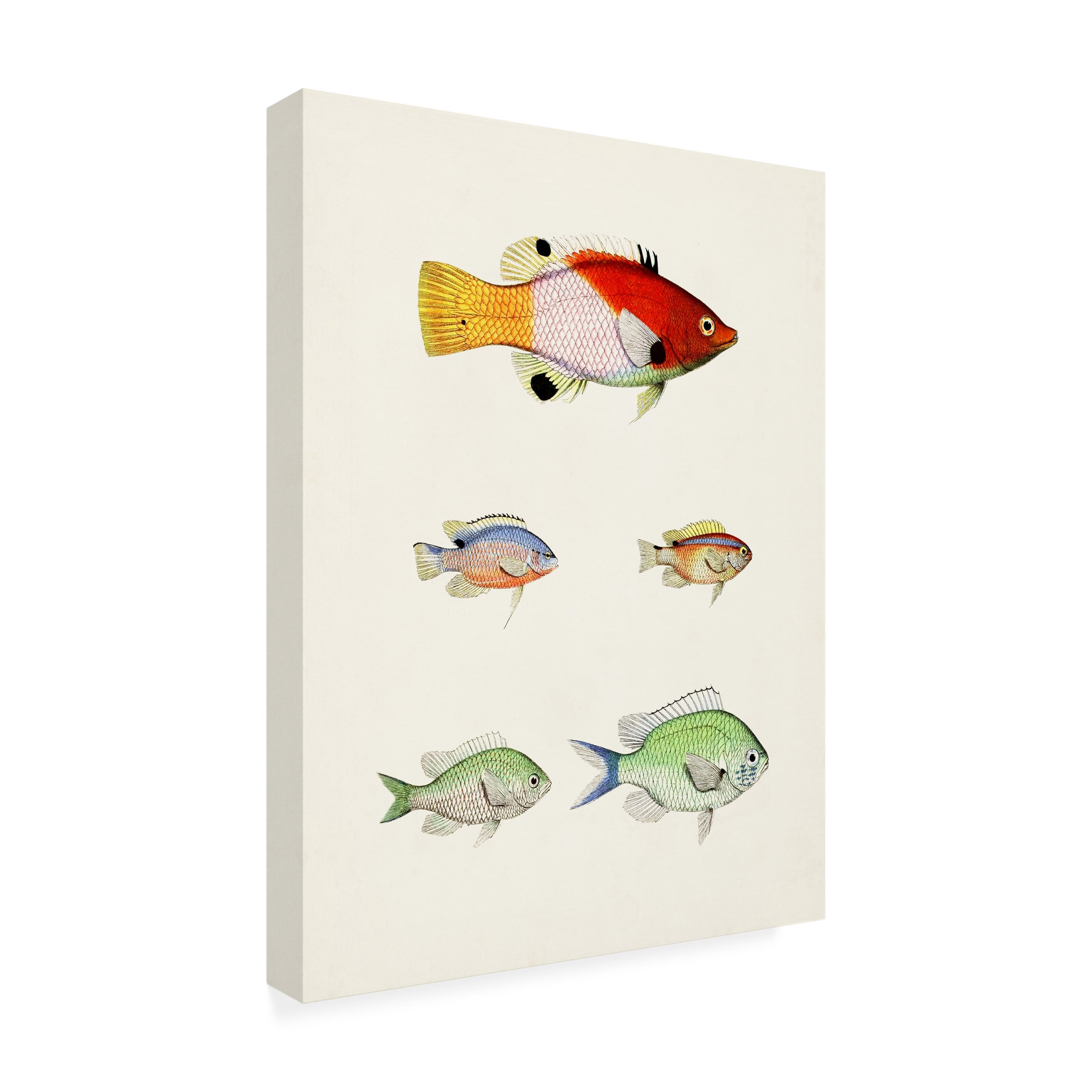 Unknown 'Colorful Tropical Fish I' Canvas Art