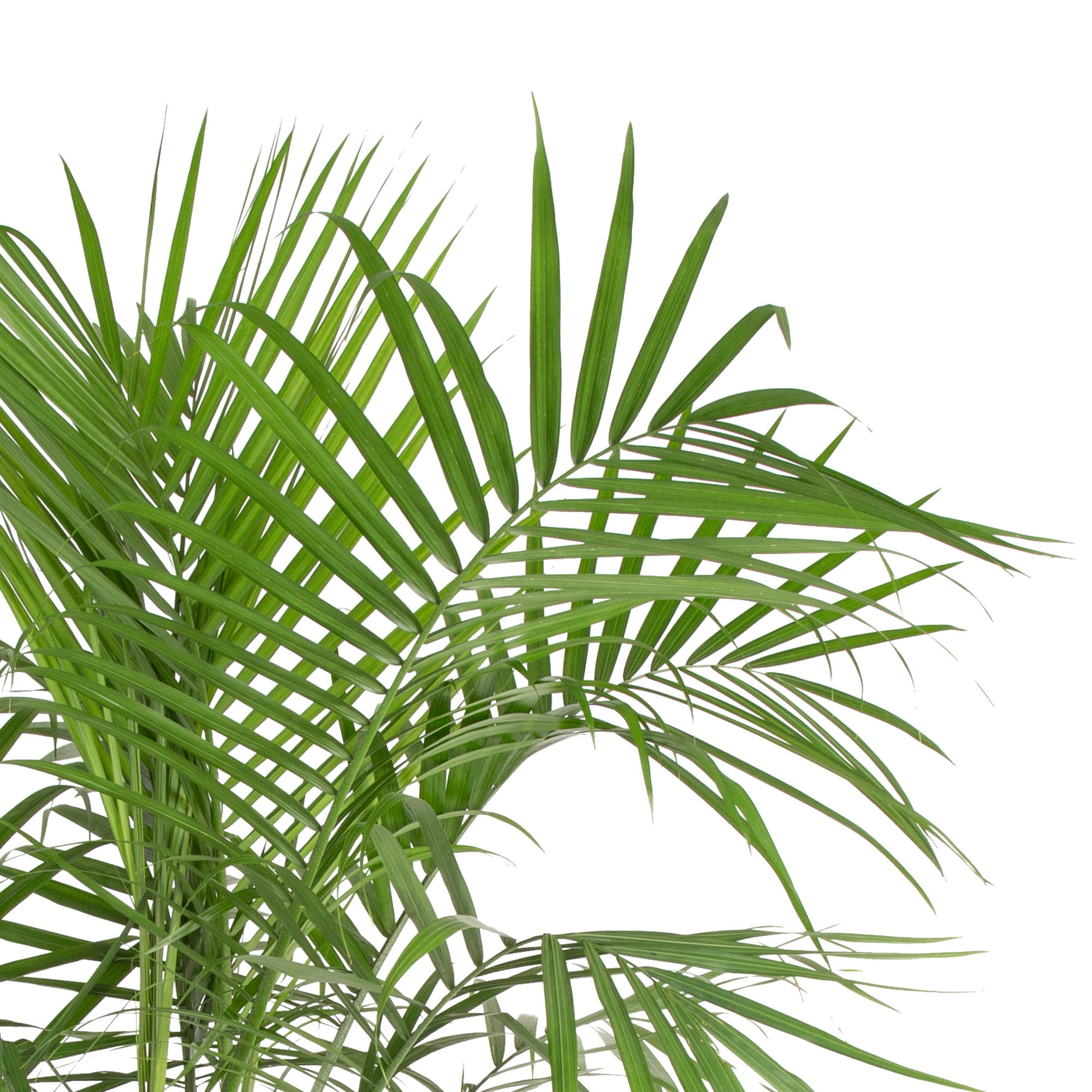 Expert Garderner Live Outdoor plant 13.25g Palm Areca in Grower Pot