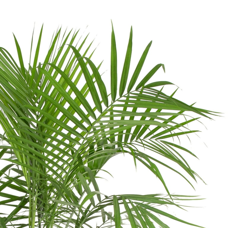Expert Gardener 6G Queen Palm Plant - Walmart.com