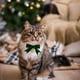 thumbnail image 5 of Uuiauoio Adjustable Velvet Pet Collar with Cute Bow and Bells Christmas Holiday Decoration Pet Accessory for Cats Dogs Rabbits Festive Party Wear and Photo Props,Suitable For Christmas Decoration, 5 of 6