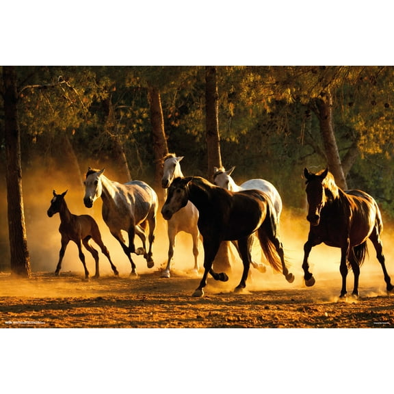Wild Horses - Nature Poster (A Team Of Wild Horses) (Size: 36" x 24")