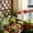 Red, variant on Horticultural Watering Spray Pot Household Watering Pot Long Spout Showerhead Pot Vegetable Watering Spray Pot Flower Watering Pot Watering Kettle