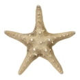thumbnail image 2 of 3 Knobby Starfish 8-10" (Set of 3), 2 of 4