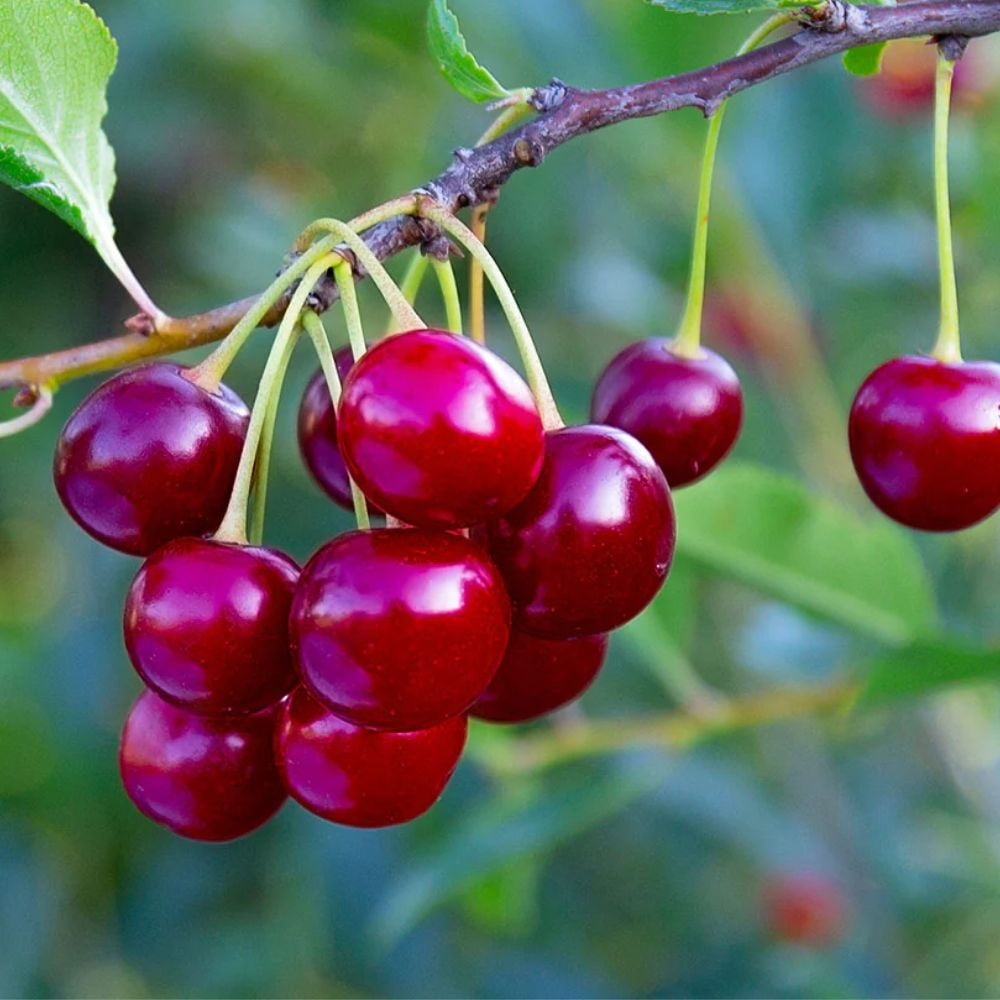Expert Gardener 3-4 ft tall Lambert Semi-Dwarf Fruiting Cherry Live Tree in 7-Gallon Grower Pot