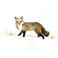 thumbnail image 3 of Barnes, Victoria 18x15 Black Modern Framed Museum Art Print Titled - Winter Fox II, 3 of 5