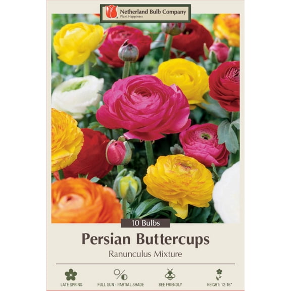 Persian Buttercup/Ranunculus Mix 10 Bulbs - 8/ cm Bulbs