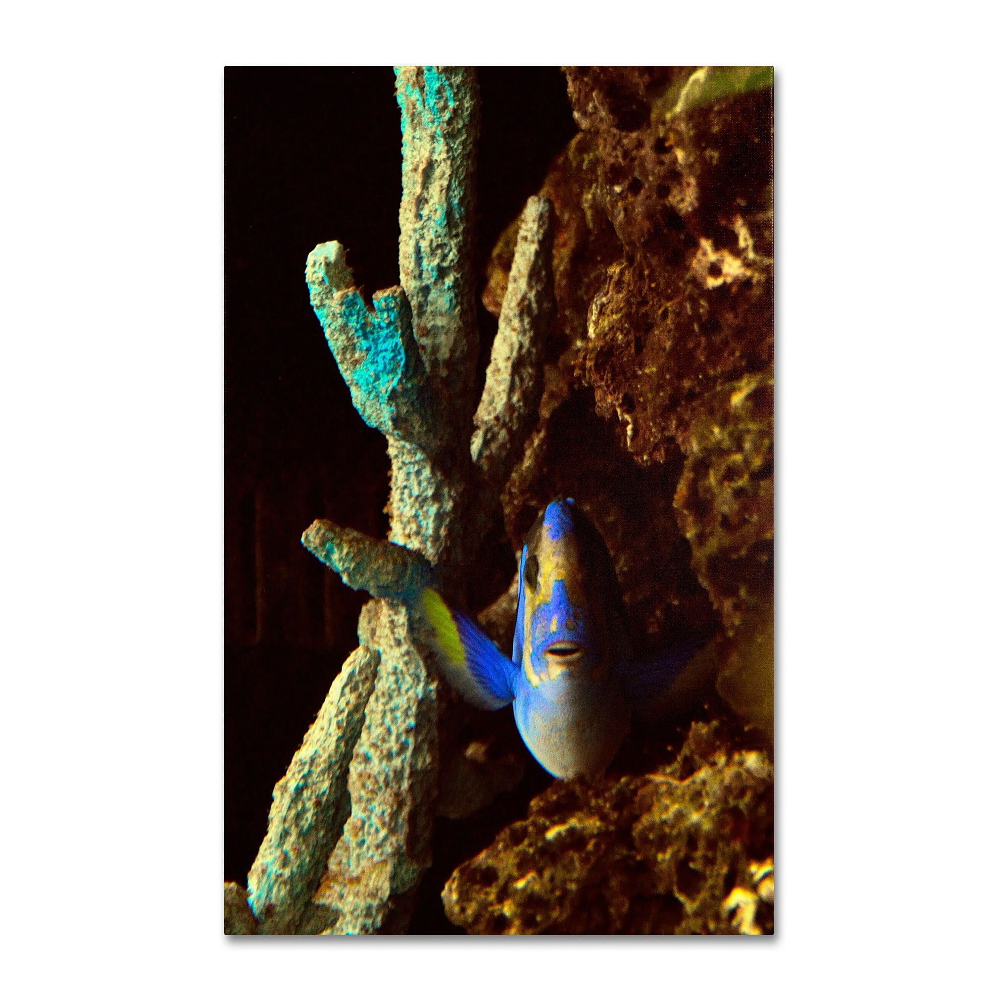 Trademark Fine Art "Fish in the Rocks" Canvas Art by Kurt Shaffer